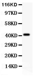Anti-EDA Antibody Picoband®