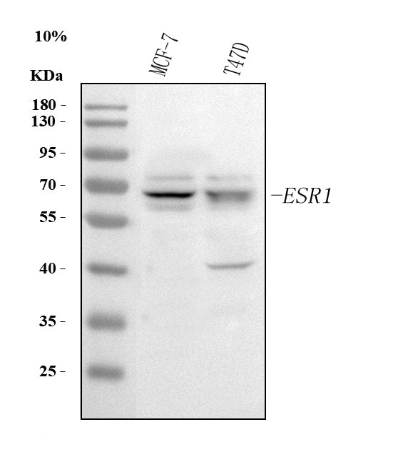 Anti-Estrogen Receptor/ESR1 Antibody Picoband®