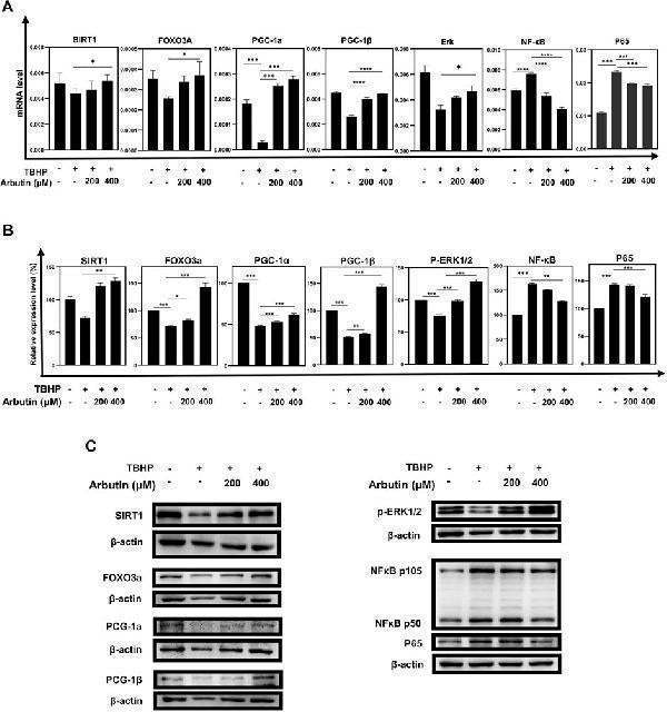 Anti-FOXO3A Antibody Picoband®