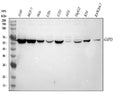 Anti-Glucose 6 Phosphate Dehydrogenase/G6PD Antibody Picoband®
