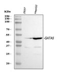 Anti-GATA5 Antibody Picoband®