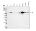 Anti-GCLC Antibody Picoband®