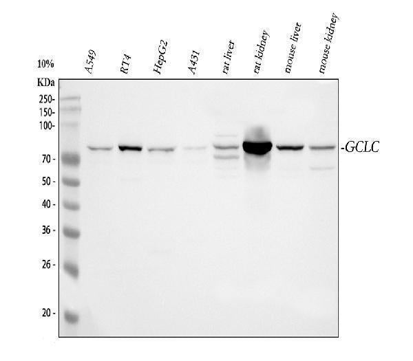 Anti-GCLC Antibody Picoband®