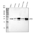 Anti-Glutathione Peroxidase 1/GPX1 Antibody Picoband®