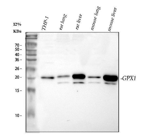 Anti-Glutathione Peroxidase 1/GPX1 Antibody Picoband®