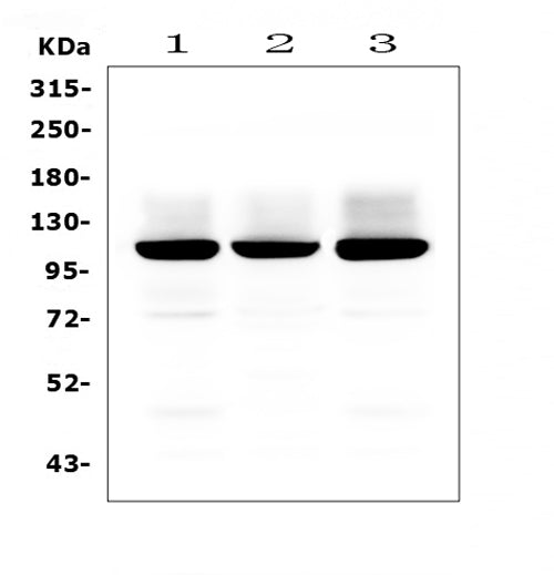 Anti-Ionotropic Glutamate receptor 2/GRIA2 Antibody Picoband®