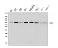 Anti-Gelsolin/GSN Antibody Picoband®