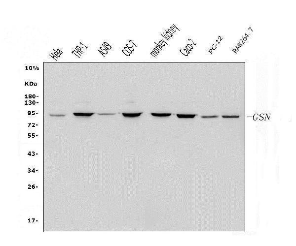 Anti-Gelsolin/GSN Antibody Picoband®