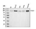 Anti-HCN1 Antibody Picoband®
