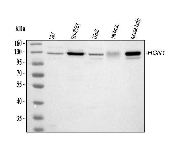 Anti-HCN1 Antibody Picoband®