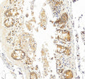 Anti-Heme Oxygenase 1/HMOX1 Antibody Picoband®
