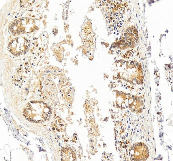 Anti-Heme Oxygenase 1/HMOX1 Antibody Picoband®