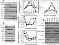 Anti-Heme oxygenase 2/HMOX2 Antibody Picoband®