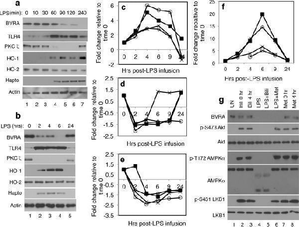 Anti-Heme oxygenase 2/HMOX2 Antibody Picoband®