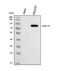 Anti-HNF1/HNF1A Antibody Picoband®