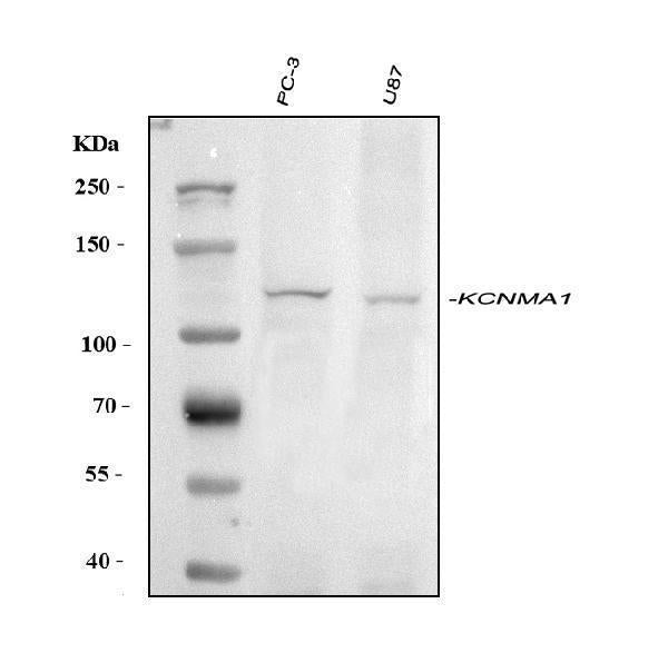 Anti-Maxi Potassium channel alpha/KCNMA1 Antibody Picoband®