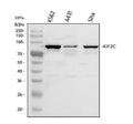 Anti-MCAK/KIF2C Antibody Picoband®