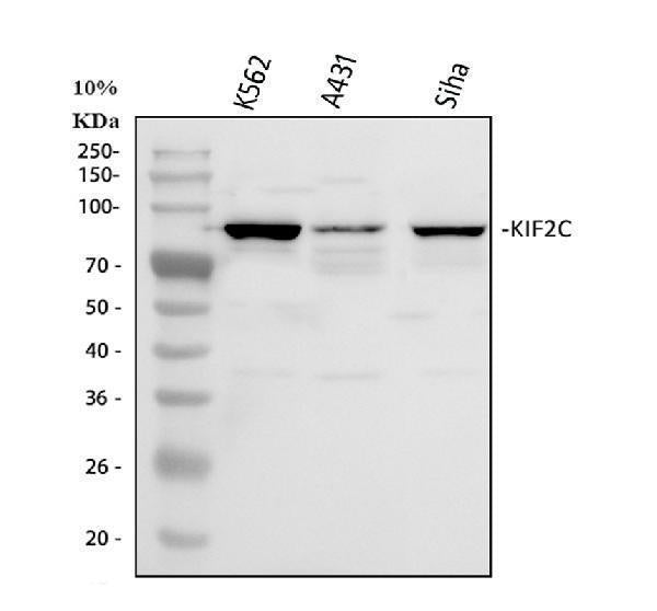 Anti-MCAK/KIF2C Antibody Picoband®