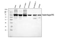 Anti-Transferrin Receptor/TFRC Antibody Picoband®