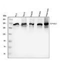 Anti-ZO1 tight junction protein/TJP1 Antibody Picoband®