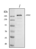 Anti-Smad Interacting Protein 1/ZEB2 Antibody Picoband®