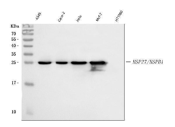 Anti-Hsp27/HSPB1 Antibody Picoband®