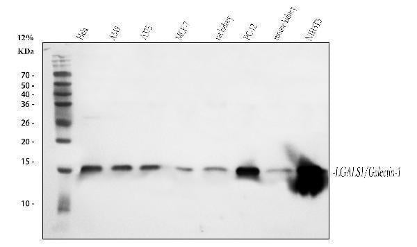 Anti-Galectin 1/LGALS1 Antibody Picoband®