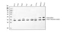 Anti-RACK1 GNB2L1 Antibody Picoband®