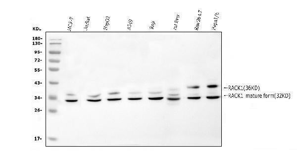 Anti-RACK1 GNB2L1 Antibody Picoband®