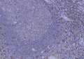 Anti-CD8 alpha/CD8A Antibody Picoband®