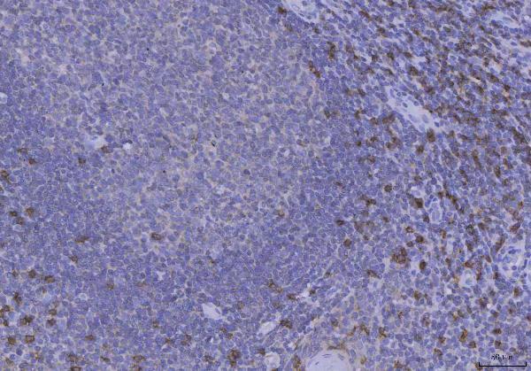 Anti-CD8 alpha/CD8A Antibody Picoband®