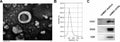 Anti-CD63 Antibody Picoband®