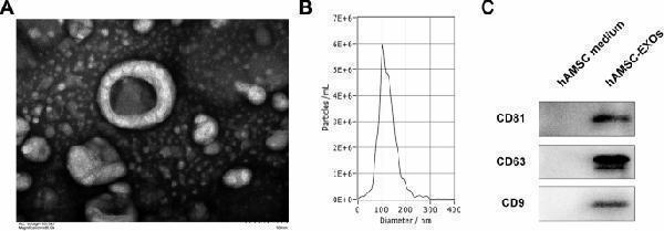 Anti-CD63 Antibody Picoband®