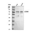 Anti-CD86 Antibody Picoband®
