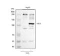 Anti-HIF-1-alpha/HIF1A Antibody Picoband®