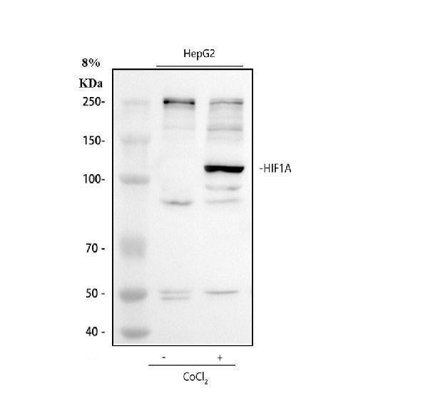 Anti-HIF-1-alpha/HIF1A Antibody Picoband®