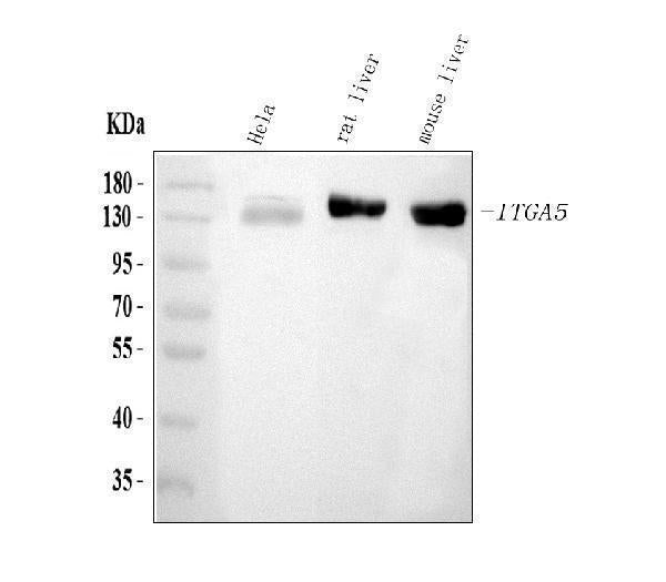 Anti-Integrin alpha 5/ITGA5 Antibody Picoband®