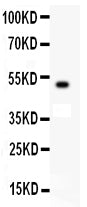Anti-c-Kit Antibody Picoband®
