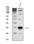 Anti-Prostate Specific Antigen/KLK3 Antibody Picoband®