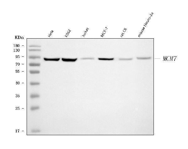 Anti-MCM7 Antibody Picoband®