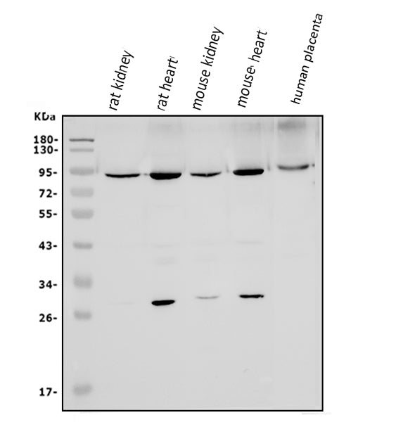 Anti-Mitofusin 1/MFN1 Antibody Picoband®