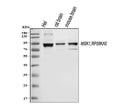 Anti-MSK1/RPS6KA5 Antibody Picoband®