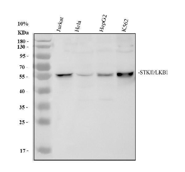 Anti-LKB1/STK11 Antibody Picoband®