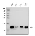 Anti-MIF Antibody Picoband®