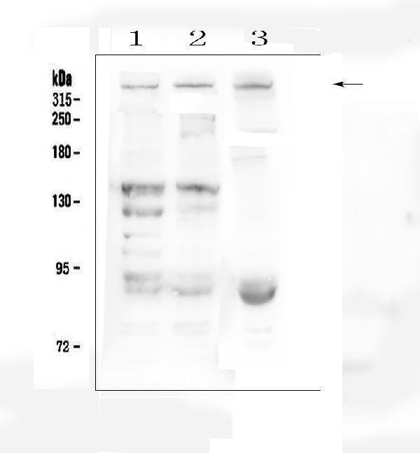 Anti-Dystrophin/DMD Antibody Picoband®