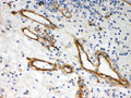 Anti-Heparan Sulfate Proteoglycan 2/HSPG2 Antibody Picoband®