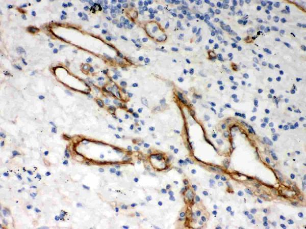 Anti-Heparan Sulfate Proteoglycan 2/HSPG2 Antibody Picoband®
