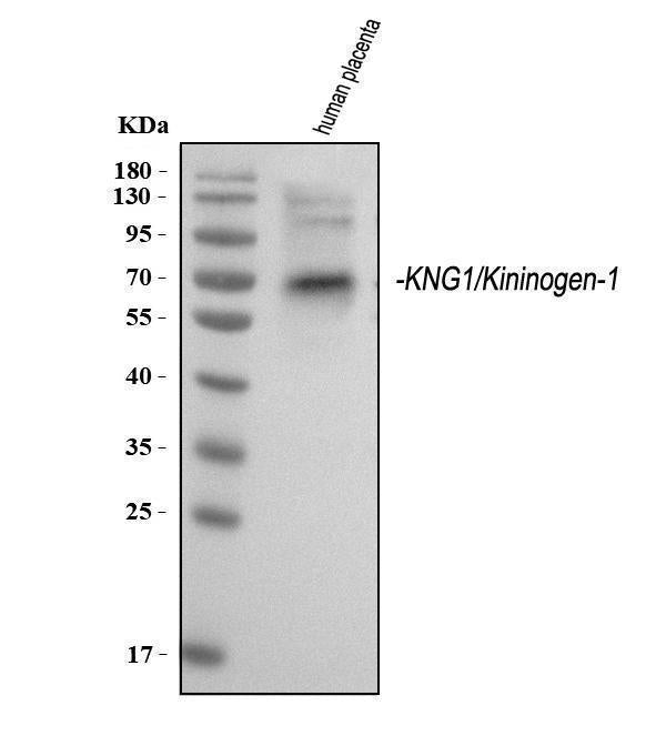 Anti-Kininogen 1/KNG1 Antibody Picoband®