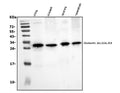 Anti-Galectin 3/LGALS3 Antibody Picoband®