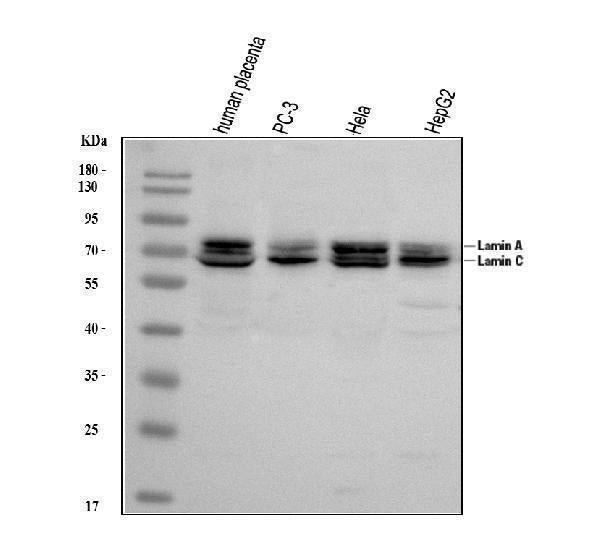 Anti-Lamin A+C/LMNA Antibody Picoband®
